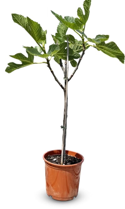 Sunny Tree - Vijgenboom - Brown Turkey - Ficus Carica - Zoete eetbare Vijg - Fruitboom - Winterhard tot -18