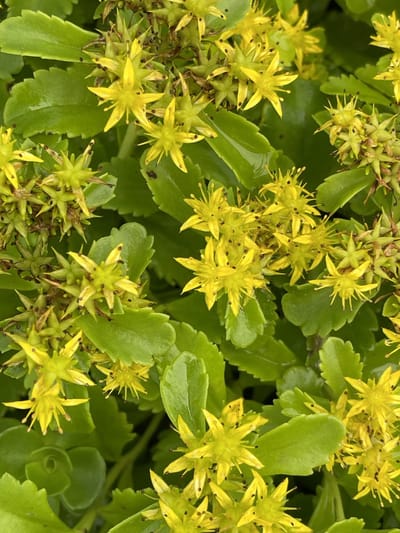 6x Muurpeper, Vetkruid - Sedum kamtschaticum | 9x9 cm pot