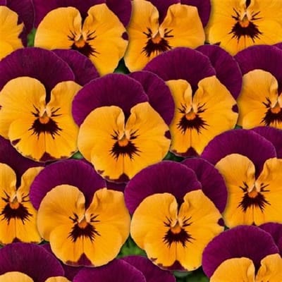 Violen Twix Special Orange F1