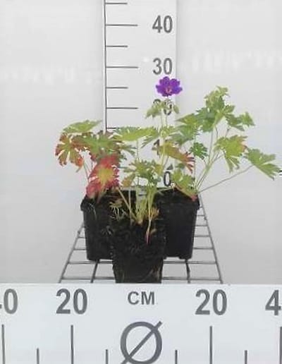 6x Ooievaarsbek - Geranium hybr. 'Blue Blood' | 9x9 cm pot