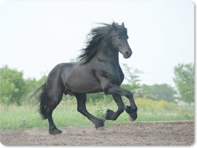Muismat Paarden - Galopperend zwart paard muismat rubber - 23x19 cm - Muismat met foto
