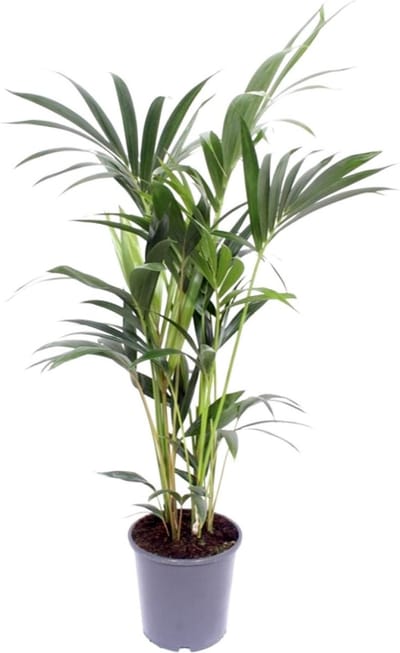 Plantenboetiek.nl | Howea Forsteriana - Ø21cm - 110-120cm hoog - Kamerplant - Groenblijvend