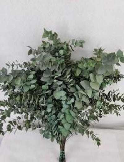 5x Dc eucalyptus stuart.groen gestabiliseerd 70cm