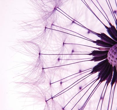 Fotobehang Dandelion | XL - 208cm x 146cm | 130g/m2 Vlies