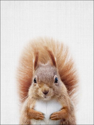 Ychee - Canvas Poster - Baby Kamer - Kinder Kamer - Slaap Kamer - Dieren - Decoratie - Art - Geen fotolijst/frame inbegrepen - 30x40cm - Eekhoorn