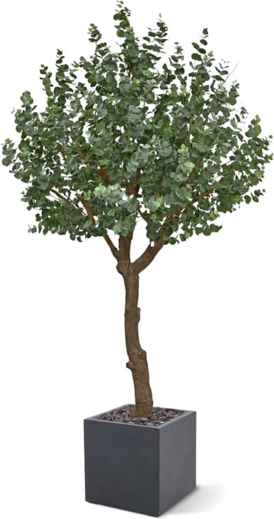 Eucalyptus Kunstboom XL 300cm