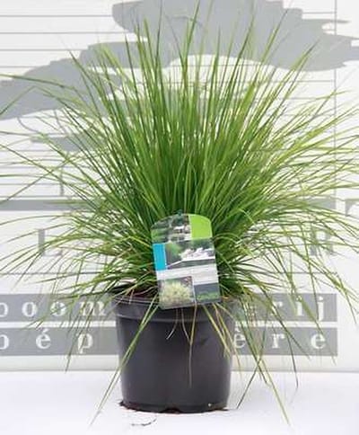 6x Ruwe smele - Deschampsia cesp. 'Goldtau' | 9x9 cm pot