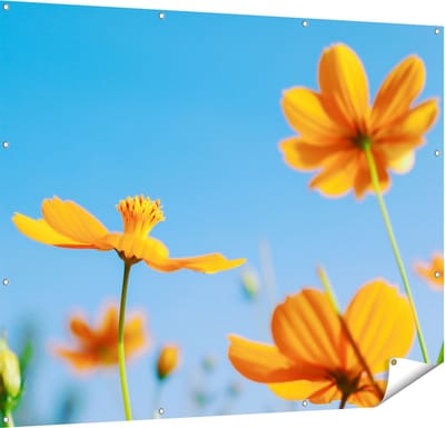 Gards Tuinposter Oranje Cosmea Bloemen - 150x120 cm - Tuindoek - Tuindecoratie - Wanddecoratie buiten - Tuinschilderij