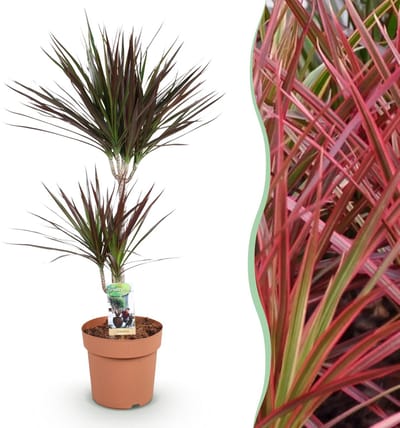 Plantenboetiek.nl | Green is... Dracaena Magenta - Drakenbloedboom - Weinig onderhoud - Groen - Ø21cm - 90-100cm hoog - Kamerplant - Groenblijvend