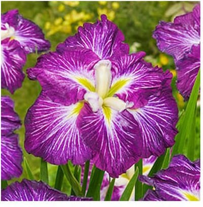 Moerings Iris Ensata Dinner Plate Jell-O | Japanese Iris | In 11CM pot