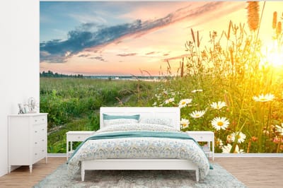 Behang - Fotobehang Bloemen - Madelief - Natuur - Zon - Horizon - Breedte 375 cm x hoogte 280 cm