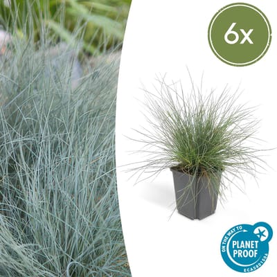 Trendyplants - Festuca glauca 'Elijah Blue' - 6 stuks - Blauw zwenkgras - Winterhard - Hoogte 10-30 cm - Potmaat Ø9cm