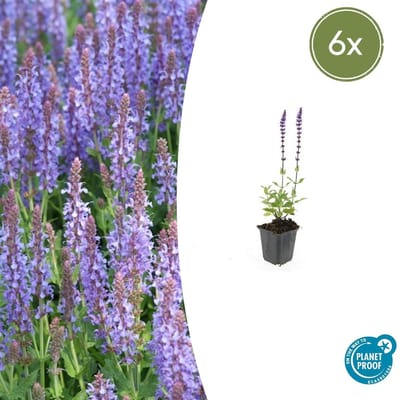 Trendyplants - Salvia nemorosa 'Caradonna' - 6 stuks - Salie - Winterhard - Hoogte 10-30 cm - Potmaat Ø9cm
