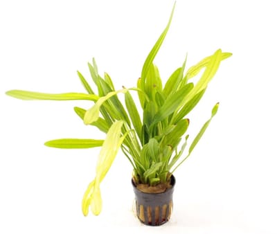 Moerings Echinodorus Horemanii | Waterweegbree Horemanii | groen in 5cm pot P5