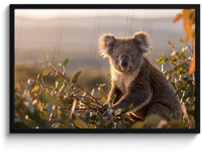 Poster in lijst - Fotolijst 90x60 cm - Posters - Koala - Bladeren - Ochtendlicht - Posterlijst zwart - Decoratie - Wanddecoratie woonkamer - Muurdecoratie slaapkamer