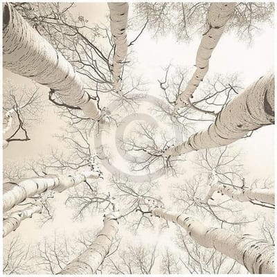 Kunstdruk Adam Brock - Silver Birch 51x51cm