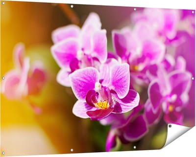 Gards Tuinposter Paarse Orchidee Bloemen - 150x100 cm - Tuindoek - Tuindecoratie - Wanddecoratie buiten - Tuinschilderij