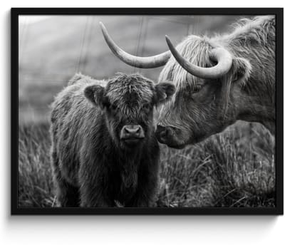 Poster in lijst - Fotolijst 80x60 cm - Posters - Schotse hooglander - Kalf - Zwart - Wit - Posterlijst zwart - Decoratie - Wanddecoratie woonkamer - Muurdecoratie slaapkamer
