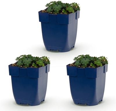 Green boutiQ - Vasteplant - Geranium sang. Max Frei - Ooievaarsbek - Bodembedekkend - Roze - 3 Planten - Pot 11cm - Hoogte 15-25cm