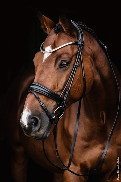 Schockemöhle X Isabell Werth Hoofdstel Satchmo-Black-Cob