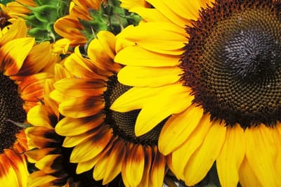 Fotobehang - Sunflowers 375x250cm - Vliesbehang