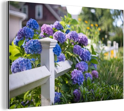 Aluminium schilderij 180x120 cm - Wanddecoratie metaal - Piket hek met hortensia - Metalen muurdecoratie woonkamer - Decoratie industrieel - Foto op dibond - Industriële accessoires slaapkamer