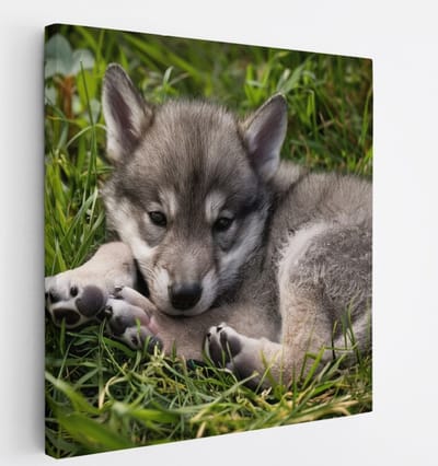 Saammp Canvas Schilderij - Baby Wolf - Dieren - Natuur - 20x20 - Foto op canvas - Wanddecoratie - muurdecoratie Woonkamer - Slaapkamer decoratie - Canvas Print