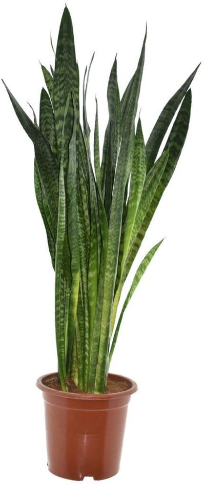 Vrouwentong kamerplant - Sansevieria Zeylanica ca. 120 cm Ø27cm - stevige groene plant