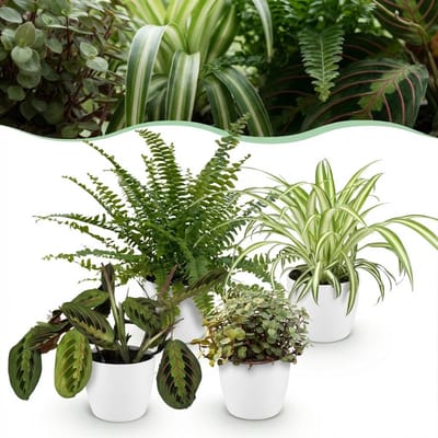 Plantenboetiek.nl | Chlorophytum - Maranta - Calissia - Nephrolepsis - Mix van 4 - Huisdiervriendelijke Planten - Groen - 4 Planten - met Potter Wit - Ø12cm - 25cm hoog - Kamerplant - Arrangement - Plant met pot