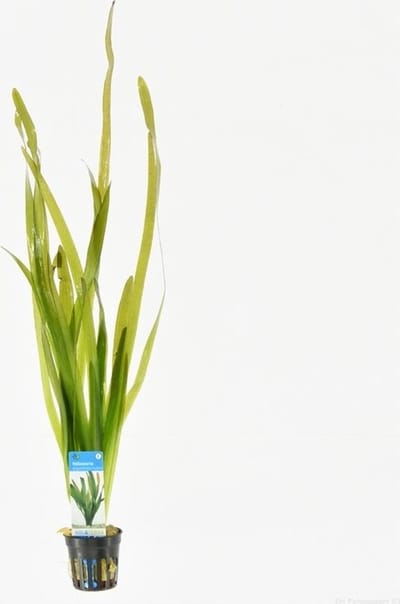 Moerings Vallisneria Giganthea Rubra in 5 cm pot