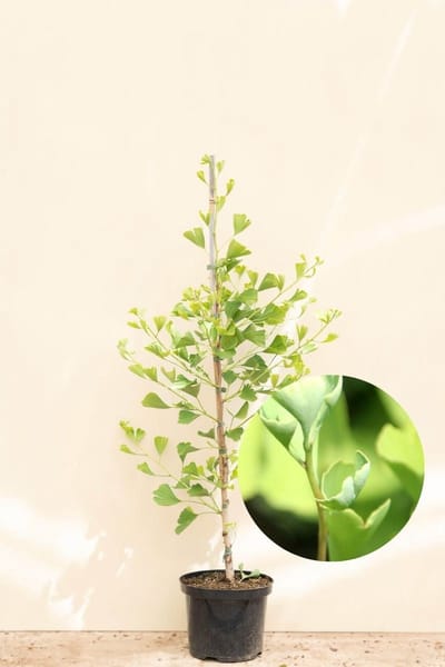Jonge Zuilvormige Japanse Notenboom | Ginkgo biloba 'Blagon' | 150-200cm hoogte