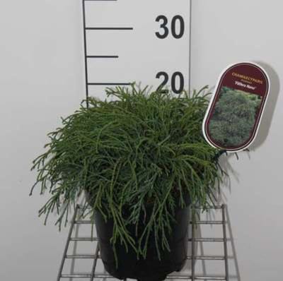Chamaecyparis pisifera 'Filifera Nana' - Japanse Cipres, Japanse Sawara Cipres  20 - 30 cm in pot