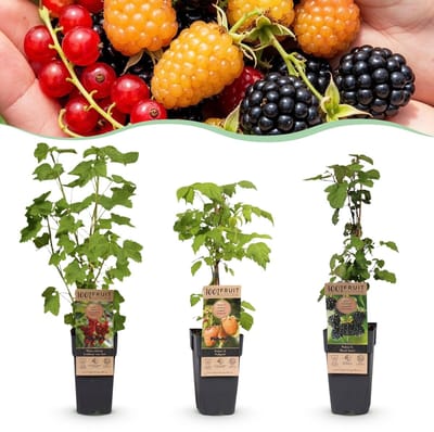 Green boutiQ - Fruitplant - Ribes-Rubes Mix - Tricolour - Winterhard - Rode Bes - Zwarte Braam - Gele Framboos - 3 Planten - Pot 15cm - Hoogte 50cm