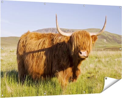 Gards Tuinposter Schotse Hooglander Koe - Kleur - 150x100 cm - Tuindoek - Tuindecoratie - Wanddecoratie buiten - Tuinschilderij