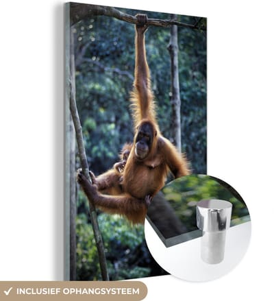 ® Glasschilderij 120x180 cm - Schilderij acrylglas - Orang-oetan en baby hangend in het Nationaal park Tanjung Puting - Foto op glas - Muurdecoratie woonkamer - Wanddecoratie slaapkamer - Schilderijen