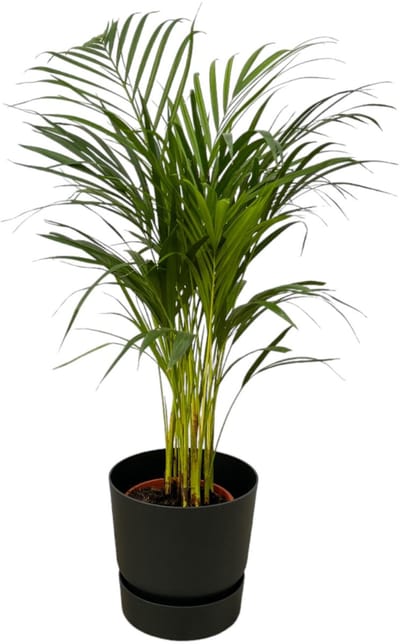 Areca palm - ↨85cm - Ø19cm inclusief elho Greenville Round zwart D24xH23