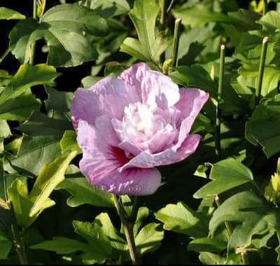 Hibiscus syr. 'Lav. Chiffon'® ( 'notwoodone'®) - Tuinhibiscus, Altheastruik , Heemstroos 40- 60 cm in pot