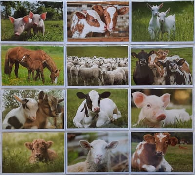 Boerderijdieren Wenskaarten – 12 Stuks - Zonder Tekst - 12 x 17 cm