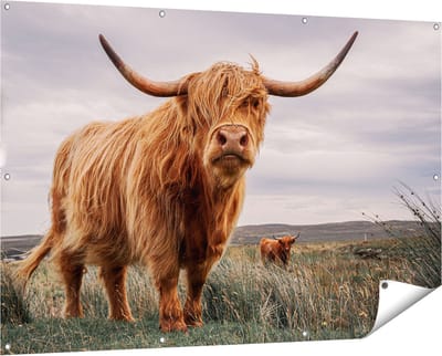 Gards Tuinposter Schotse Hooglander Koeien in de Wei - 150x100 cm - Tuindoek - Tuindecoratie - Wanddecoratie buiten - Tuinschilderij