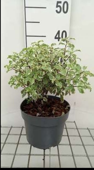 Pittosporum ten. 'Silver Queen' - Australische Laurier 25- 30 cm in pot
