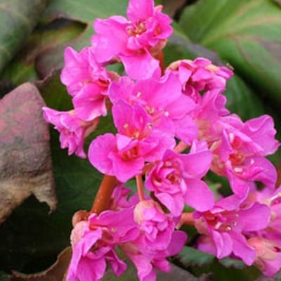 6 x Bergenia 'Abendglut' - Schoenlappersplant pot 9x9 cm- Wintergroene Vaste Plant
