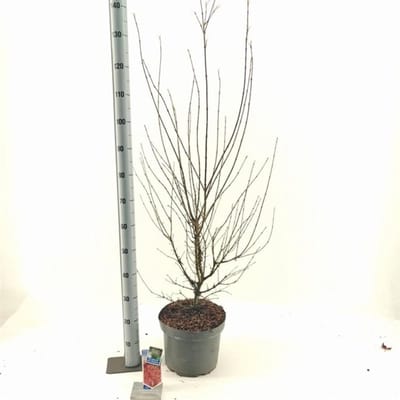 Plants Online BV - Planten - Tuinplanten - Heesters - Set van 1 - Acer palmatum 'Jerre Schwartz'