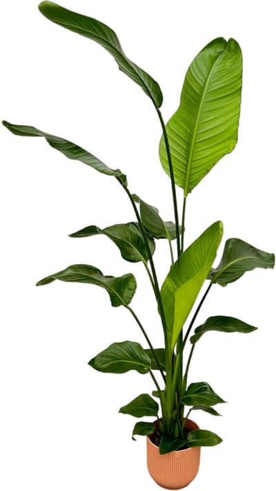 Plantenboetiek.nl | Strelitzia Nicolai inclusief elho Vibes Fold Round roze - Ø18cm - 120-130cm hoog - Kamerplant - Complete set - Plant met pot
