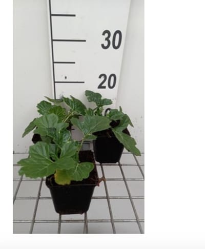 4 x Acanthus hybr. 'White Water'® - Stekelige berenklauw in pot 9 x 9 cm