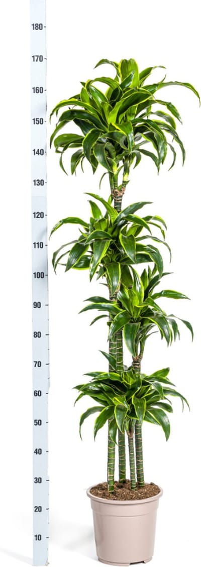 Goudpalm, Drakenbloedboom, Tropische, Groene Kamerplant, Donkergroen Blad met lichtgele Rand, Dracaena Deremensis Dorado Ø27cm - 180cm