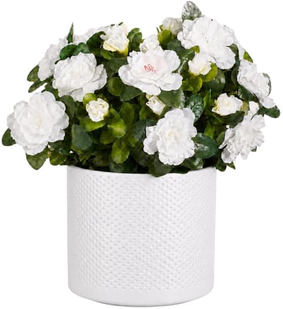 Mica Decorations Kunstplant - Azalea wit - H31 cm - in witte bloempot - keramiek - complete set van pot en plant - decoratie stuk
