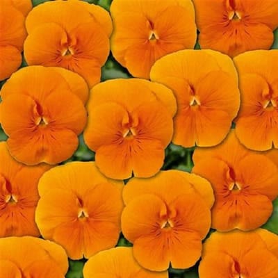 Violen Twix Oranje
