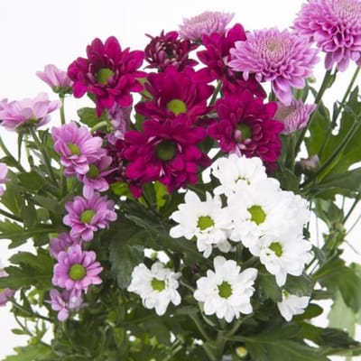 25x Chrysant san.mix vast sweet 5 kleuren 50cm