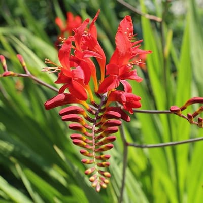 6 x Crocosmia 'Lucifer' - Montbretia pot 9x9 cm- Vurig Rood Zomerbloeier