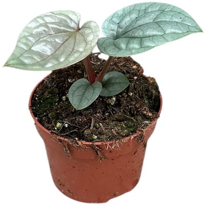 Anthurium Luxurians Kamerplant Potmaat Ø10,5 cm |Vers Van De Kweker